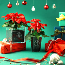 画像をギャラリービューアに読み込む, 【土を使わない観葉植物】Table Plants(テーブルプランツ) ポインセチア