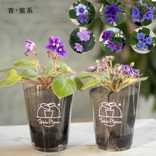画像をギャラリービューアに読み込む, 【土を使わない花】テーブルプランツ (Table Plants) セントポーリア ※数量限定/予約商品