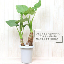 画像をギャラリービューアに読み込む, クワズイモ 7号 シンプル鉢カバーセット