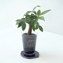 画像をギャラリービューアに読み込む, 【土を使わない観葉植物】 テーブルプランツ(Table Plants) ×カラフルCRYSTAL COASTERセット