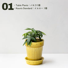 画像をギャラリービューアに読み込む, 【土を使わない観葉植物】テーブルプランツ(Table Plants)1品種×Kaunis Standard鉢セット