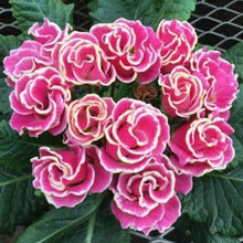 画像をギャラリービューアに読み込む, 【予約商品:2/2発送】プリムラ・ポリアンサ'リボン' 4号 3ポットセット(花色おまかせ)