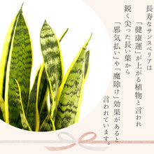 画像をギャラリービューアに読み込む, サンスベリア・ローレンティー(トラノオ) 5号 マーブル鉢カバーセット