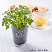画像をギャラリービューアに読み込む, 【土を使わないハーブ】テーブルプランツ(Table Plants) アロマティカス