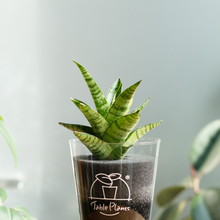 画像をギャラリービューアに読み込む, 【土を使わない観葉植物】テーブルプランツ(Table Plants) サンスベリア・パゴダ