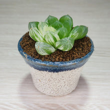 画像をギャラリービューアに読み込む, 【一点物】ハオルチア・オブツーサ錦 2号 信楽焼(丸鉢)セット