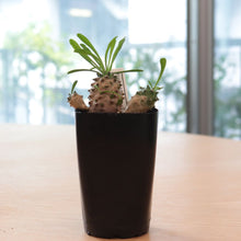 画像をギャラリービューアに読み込む, 【GreenSnap BOX】高知多肉の多肉植物 定期便 (2ヶ月に1回 1個or2個)