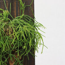 画像をギャラリービューアに読み込む, 【一点物】板付リプサリス・カスッサ