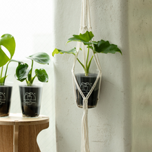 画像をギャラリービューアに読み込む, 【土を使わない観葉植物】テーブルプランツ(Table Plants) フィロデンドロン・セローム ※数量限定