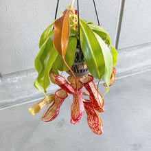 画像をギャラリービューアに読み込む, 【予約商品:6/7発送分】ネペンテス(ウツボカズラ)・ガヤ 5号