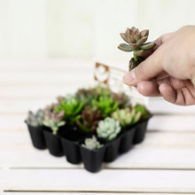 画像をギャラリービューアに読み込む, 多肉植物 1号 ケース売り プラグ苗 16個入りセット(4×4)