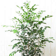 画像をギャラリービューアに読み込む, シルクジャスミン (月橘・ゲッキツ) 6号 リビング インテリア ギフトにおすすめ