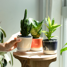 画像をギャラリービューアに読み込む, 【土を使わない観葉植物】カラー グレイズド ポット カバーセット (2号相当) ※テーブルプランツ(Table Plants)アレンジ