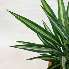 画像をギャラリービューアに読み込む, 【限定15個】ユッカ・シルバースター 7号 ※予約商品:3/30まで 出荷予定:4/4