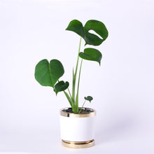 画像をギャラリービューアに読み込む, モンステラ・アダンソニー 5号 おしゃれなゴールドライン陶器鉢カバーセット