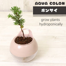 画像をギャラリービューアに読み込む, 【底面給水鉢で育てる】アクアコロン ミニボンサイ(お楽しみ!品種おまかせ) 3号 1鉢