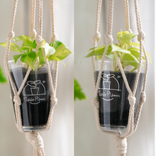 画像をギャラリービューアに読み込む, 【土を使わない観葉植物】テーブルプランツ(Table Plants) オキシカラジウム