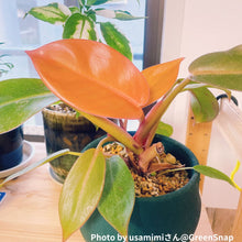 画像をギャラリービューアに読み込む, フィロデンドロン・プリンスオブオレンジ 4号