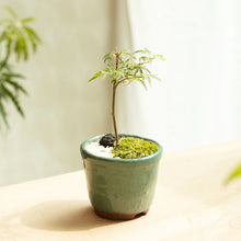 画像をギャラリービューアに読み込む, もみじのミニ盆栽 萬古焼鉢セット 3.5号 1鉢