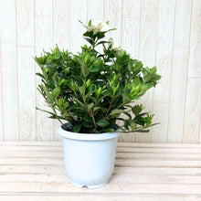 画像をギャラリービューアに読み込む, 【限定46個】クチナシ 5号