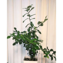 画像をギャラリービューアに読み込む, コブミカン(カフィア・ライム/バイマックルー) 7号 庭木にもおすすめ