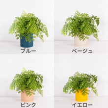 画像をギャラリービューアに読み込む, アジアンタム・フレグランス 5号 北欧デザインストレート鉢カバーセット