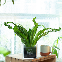 画像をギャラリービューアに読み込む, 【土を使わない観葉植物】テーブルプランツ(Table Plants) CUBE アスプレニウム