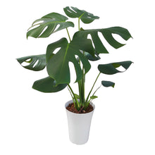 画像をギャラリービューアに読み込む, 【販売期間:10月29日まで】モンステラ・デリシオサ 6号 おしゃれなインテリアグリーン ※高さ約50cm