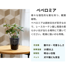 画像をギャラリービューアに読み込む, 【土を使わない観葉植物】テーブルプランツ(Table Plants) ペペロミア
