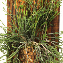 画像をギャラリービューアに読み込む, 【一点物】板付 リプサリス・ハティオラ