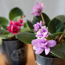 画像をギャラリービューアに読み込む, 【土を使わない花】テーブルプランツ (Table Plants) セントポーリア ※数量限定/予約商品