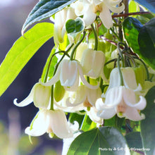 画像をギャラリービューアに読み込む, 【限定56鉢】クレマチス・アンスンエンシス 4号 リング仕立て ※予約商品:12/7まで 出荷予定:12/12