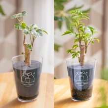 画像をギャラリービューアに読み込む, 【土を使わない観葉植物】テーブルプランツ(Table Plants) ポリシャス