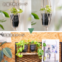 画像をギャラリービューアに読み込む, 【土を使わない観葉植物】テーブルプランツ(Table Plants) オキシカラジウム