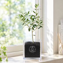 画像をギャラリービューアに読み込む, 【ボタニカルソイルCUBE観葉】テーブルプランツ(Table Plants) オリーブ(ミックス)