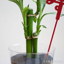 画像をギャラリービューアに読み込む, 【2026年お正月限定セット】テーブルプランツ黒松&バンブーセット ※土を使わない観葉植物