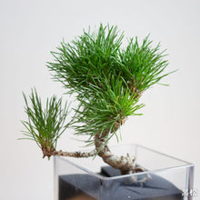 画像をギャラリービューアに読み込む, 【2026年お正月限定セット】テーブルプランツ黒松&バンブーセット ※土を使わない観葉植物