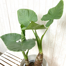 画像をギャラリービューアに読み込む, クワズイモ 7号 シンプル鉢カバーセット