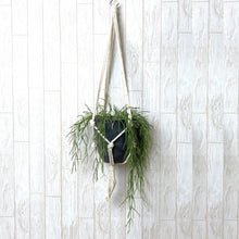 画像をギャラリービューアに読み込む, ホヤ・リネアリス ハンギングポットセット 4号 1鉢