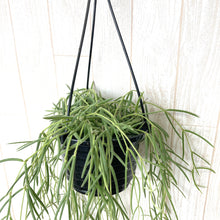 画像をギャラリービューアに読み込む, ホヤ・リネアリス ハンギングポットセット 4号 1鉢