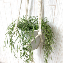 画像をギャラリービューアに読み込む, ホヤ・リネアリス ハンギングポットセット 4号 1鉢