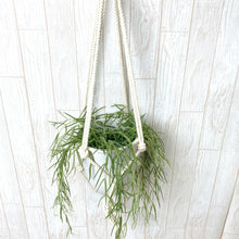 画像をギャラリービューアに読み込む, ホヤ・リネアリス ハンギングポットセット 4号 1鉢