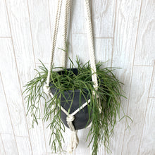 画像をギャラリービューアに読み込む, ホヤ・リネアリス ハンギングポットセット 4号 1鉢