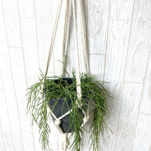 画像をギャラリービューアに読み込む, ホヤ・リネアリス ハンギングポットセット 4号 1鉢