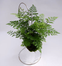 画像をギャラリービューアに読み込む, 【予約商品:6/30発送】ダバリア 苔玉 スタンド付き 2号 1鉢
