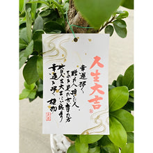 画像をギャラリービューアに読み込む, 【ギフトにもおすすめ】ガジュマル 曲がり 8号 1鉢