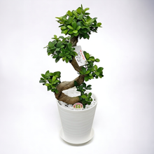 画像をギャラリービューアに読み込む, 【ギフトにもおすすめ】ガジュマル 曲がり 8号 1鉢