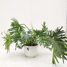 画像をギャラリービューアに読み込む, 【一点物】フィロデンドロン・セローム 10号 沖縄観葉 高さ 約100cm No.80