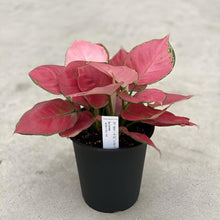 画像をギャラリービューアに読み込む, 【販売期間:5月28日まで】アグラオネマ・オービシャスレッド 5号 1鉢