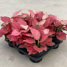 画像をギャラリービューアに読み込む, 【販売期間:5月28日まで】アグラオネマ・オービシャスレッド 5号 1鉢